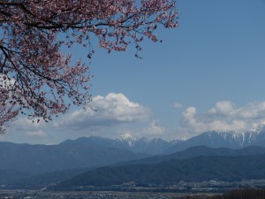桜2 桜2