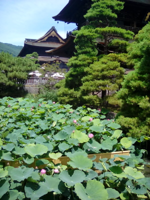 ハスの花が咲いておりました