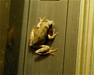 蛙2